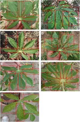 A <mark class="highlighted">Mobile-Based</mark> Deep Learning Model for Cassava Disease Diagnosis